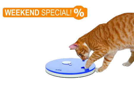 Cat Activity Roulette 2