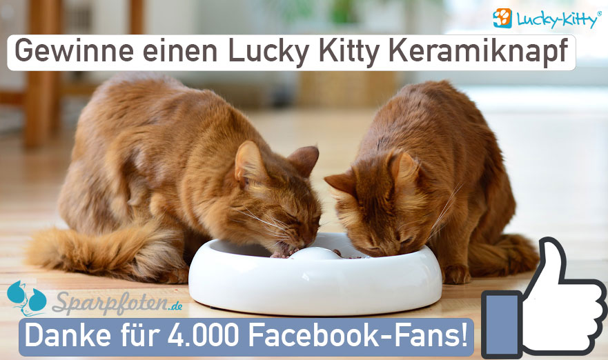 Vielen Dank für 4.000 Facebook-Fans – gewinne einen Lucky Kitty Keramiknapf! sparpfoten 4000 gefaellt mir