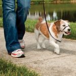 petsafe easy walk kopfhalfter amazon EW HC S BK 45