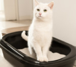 Gutschein Katzenhygiene fressnapf 150x133 1478521918
