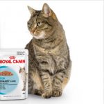 royal canin katzennahrung nass