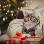 katze mit geschenk am weihnachtsbaum