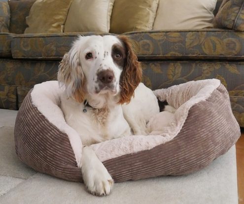 rosewood hundebett grey jumbo e1485603240233