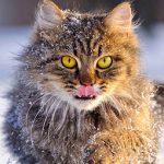 zooroyal katze hat futter gefressen winter