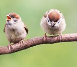 fressnapf Wildvogel Gutschein