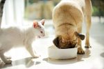 katze und hund mit futter