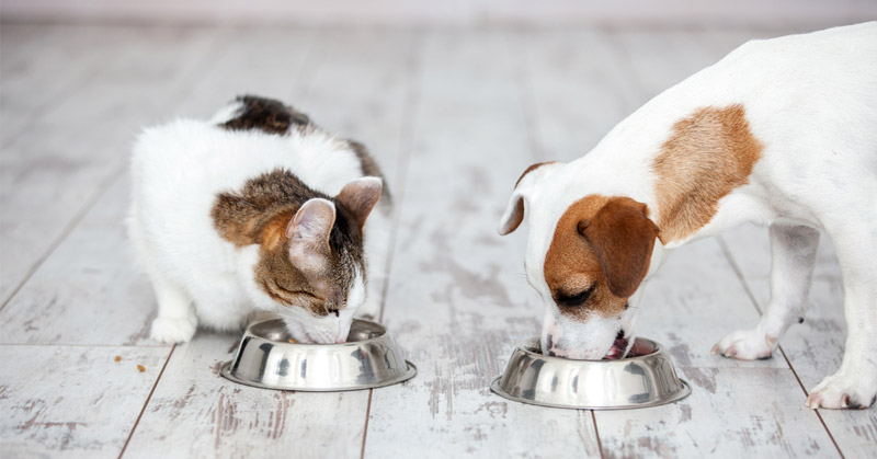 katze und hund fressen aus napf futter