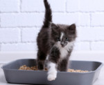 katzenstreu katze katzenklo 150x122 1503309287