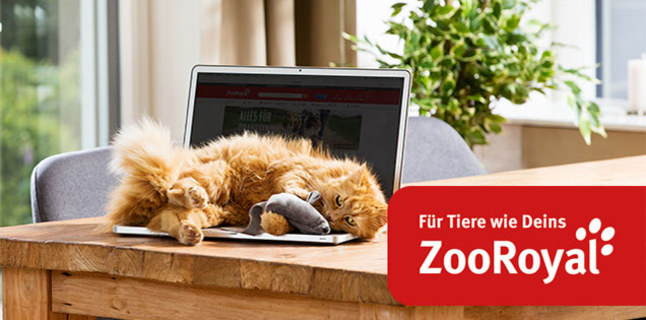 zooroyal katze auf laptop
