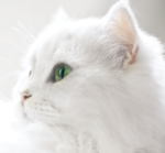 header katze liebe schenken 150x139 1510164178