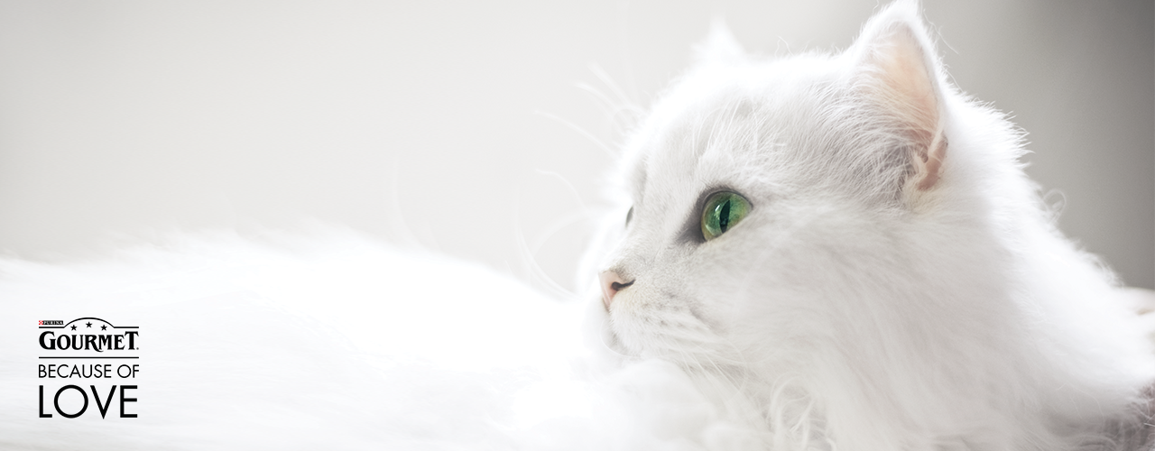 header katze liebe schenken