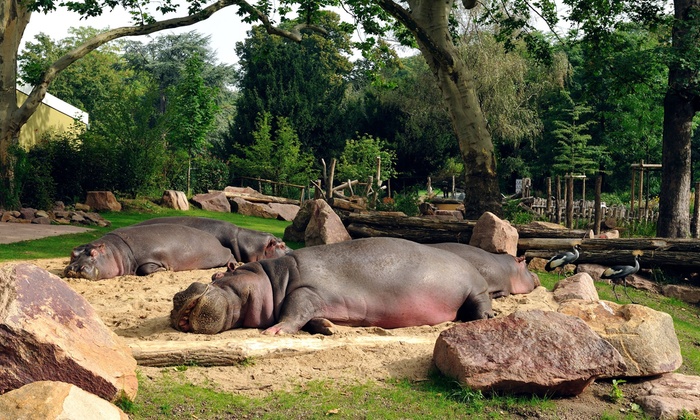 zoo koeln tagesticket groupon dealbild