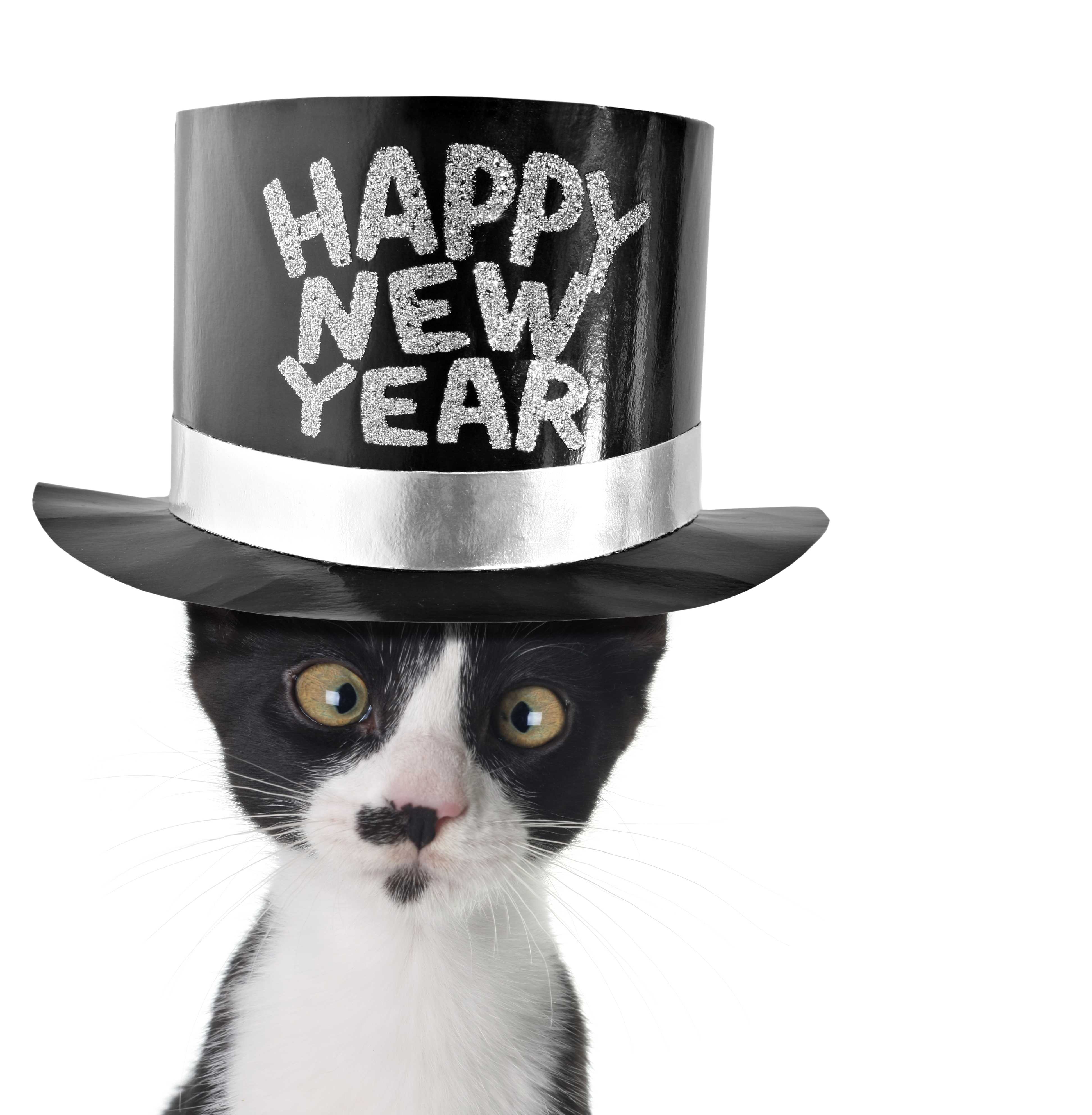 Futter statt Böller: 8% Rabatt auf alles bei Katzenkontor bis 31.12. katze neues jahr happy new year