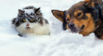 katze und hund im schnee