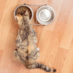katzenfutter katze frisst aus napf schuessel