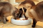 lucky kitty napf xl facebook katzen fressen