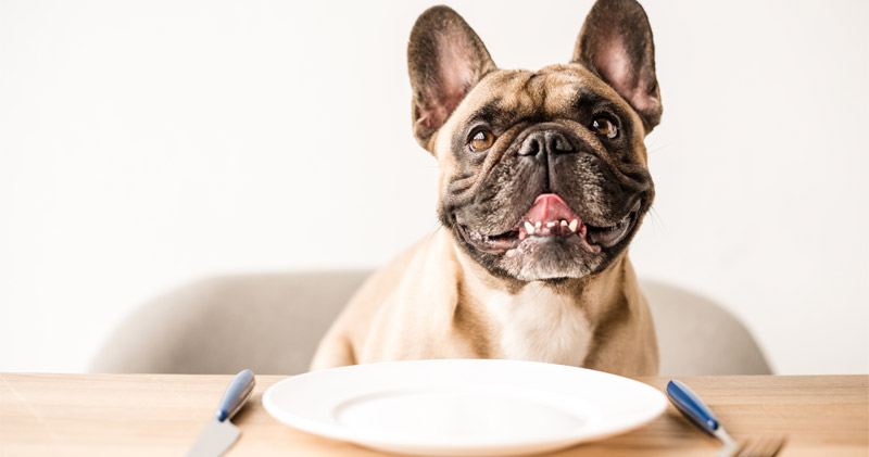 franzoesische bulldogge futter teller tisch frisst