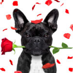 hund franzoesische bulldoge bully rose im mund valentinstag