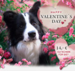 valentinstag alsa hundewelt 14 euro gutschein