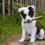 hund welpe hundewelpe puppy border collie wiese stock