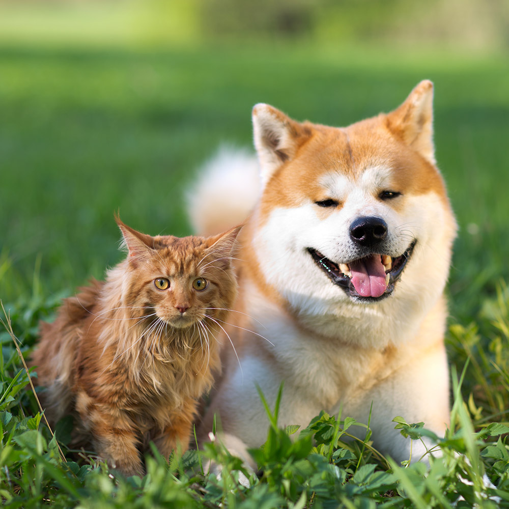 hund katze auf wiese sommer grass