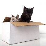 katzen babys kitten im karton