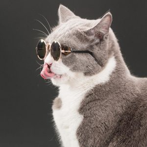 katzen sonnenbrille eBay