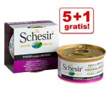 schesir in gelee 85 g 5 1 gratis zooplus