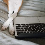 hund pfote pfoten laptop shopping online einkaufen