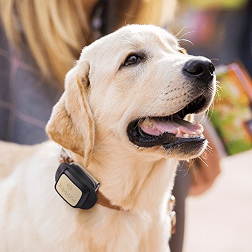 v pet by vodafone am hund
