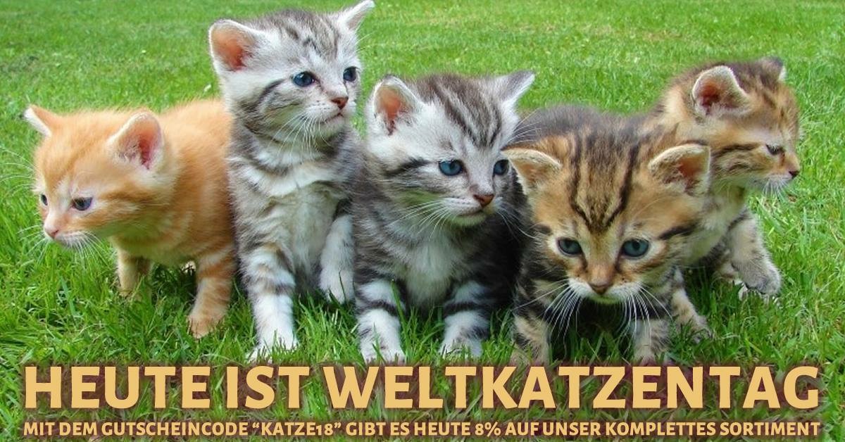 katzenkontor katzentag 18