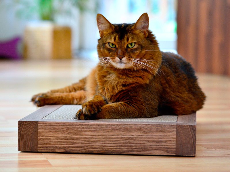 2018 09 25 5baa7bf1434f6 cat on boise kratzkiste holz esche nussbaum geoelt