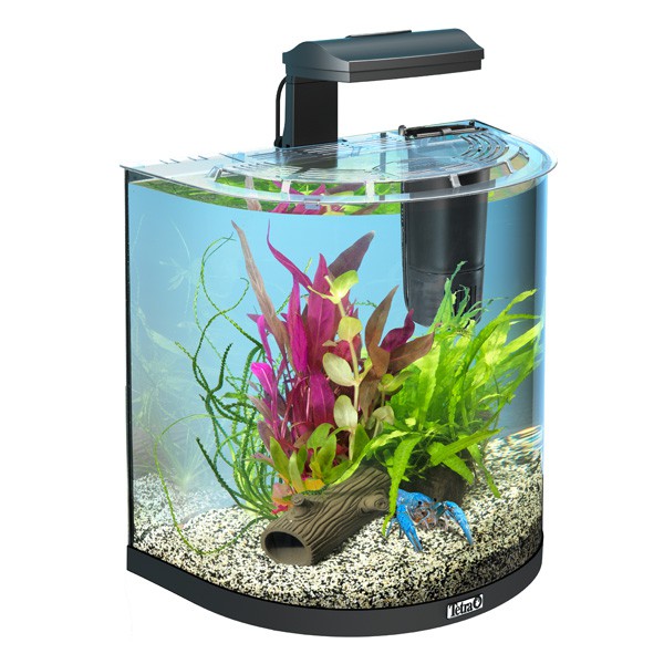tetra halfmoon