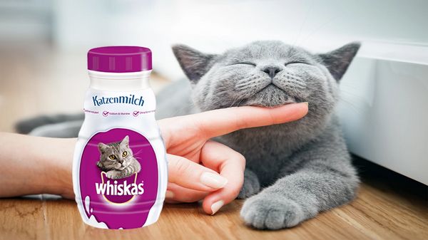 whiskas katzenmilch cashback marktguru