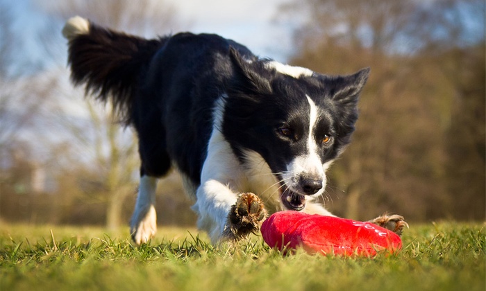 hundespielplatz koeln