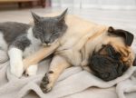 katze hund mops kuscheldecke kuschelig decke zusammen