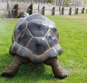 reptilien zoo torgau riesenschildkroete