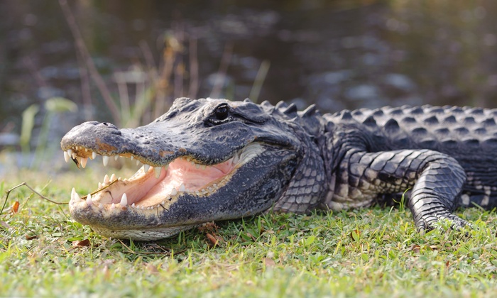 reptilienzoo torgau groupon