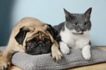 mops und katze auf kissen stockphoto