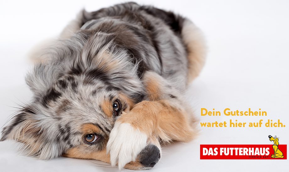 dein gutschein wartet futterhaus studioline e1567351072872