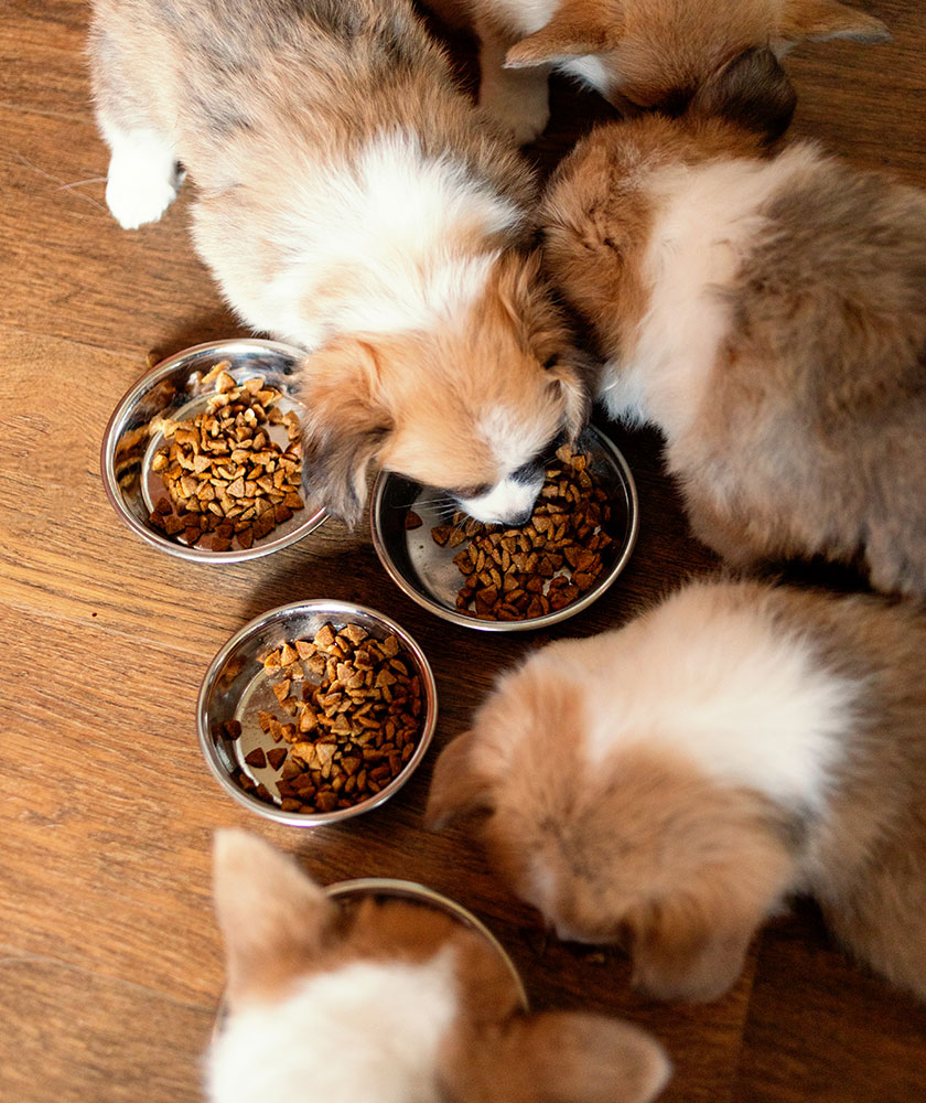 hundefutter hunde fressen von oben draufsicht