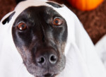 hund halloween kostuem gespenst geist 150x109 1571760839