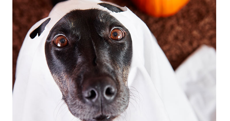 hund halloween kostuem gespenst geist