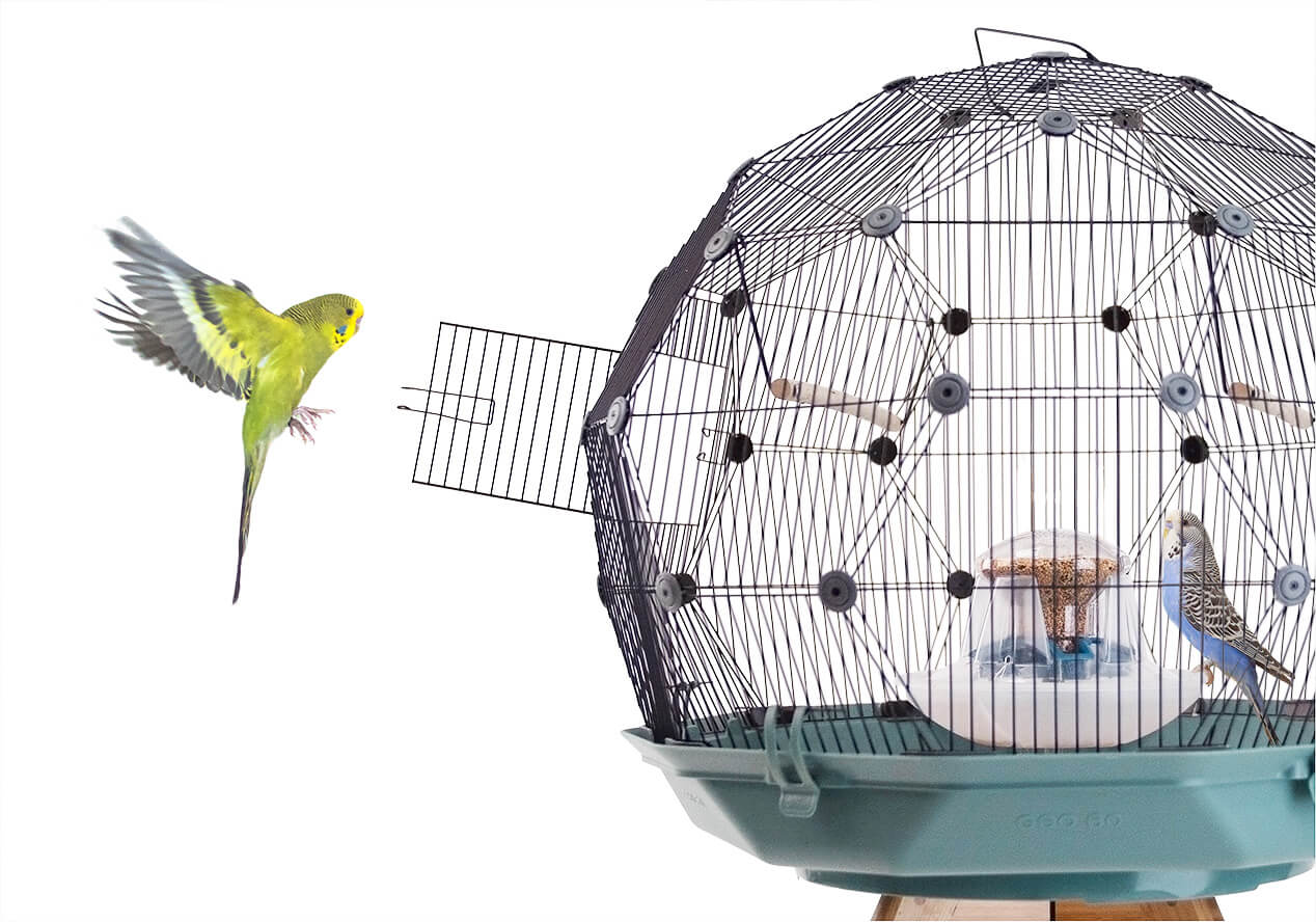 geo bird cage with yellow budgie
