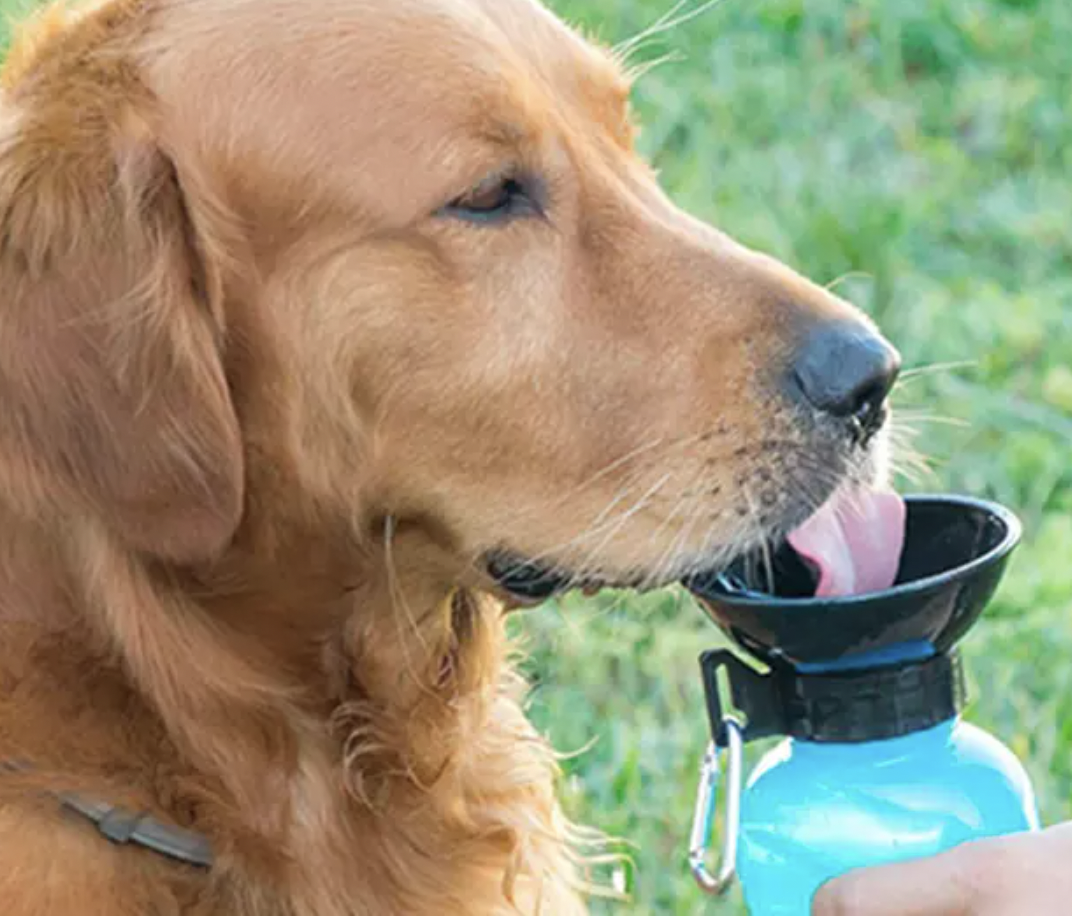 trinkflasche für hunde bei sparpfoten