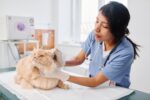 Tierarztkosten Vorschau Sparpfoten