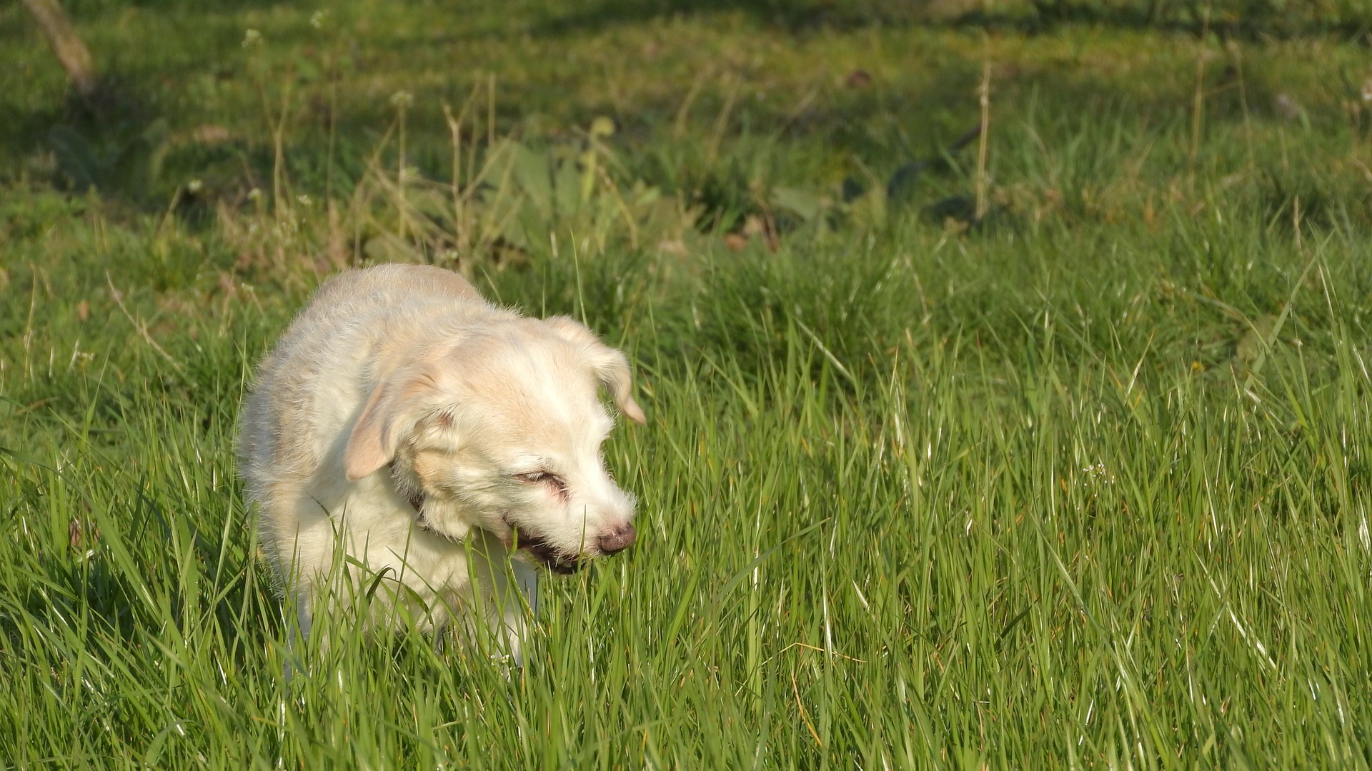 Hundefutter Ratgeber - Warum fressen Hunde Gras?